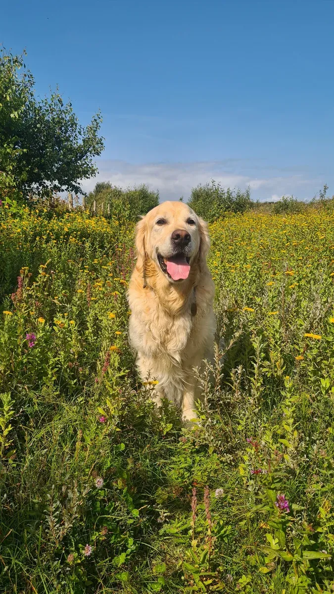 Riley, Golden Haus Club member number 001
