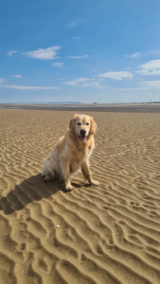 Riley on a Golden Retriever beach day